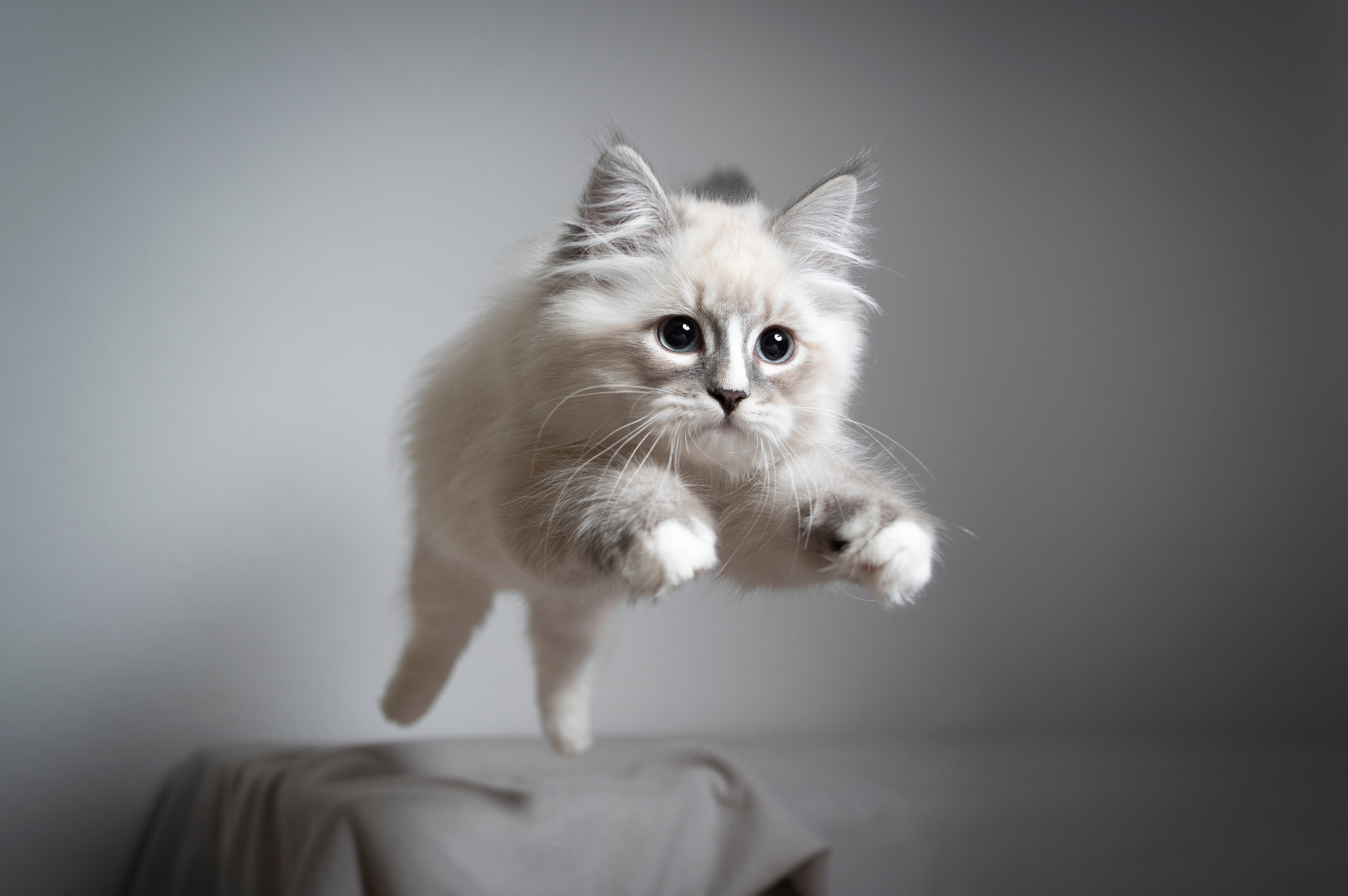 猫目線で心地よく暮らす vol.4「猫の運動」 – KARIMOKU CAT