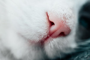 猫目線で心地よく暮らす vol.2「匂い」