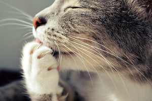 猫目線で心地よく暮らす vol.9「猫の爪研ぎ」