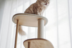 KARIMOKU CAT（カリモクキャット） | 公式サイト